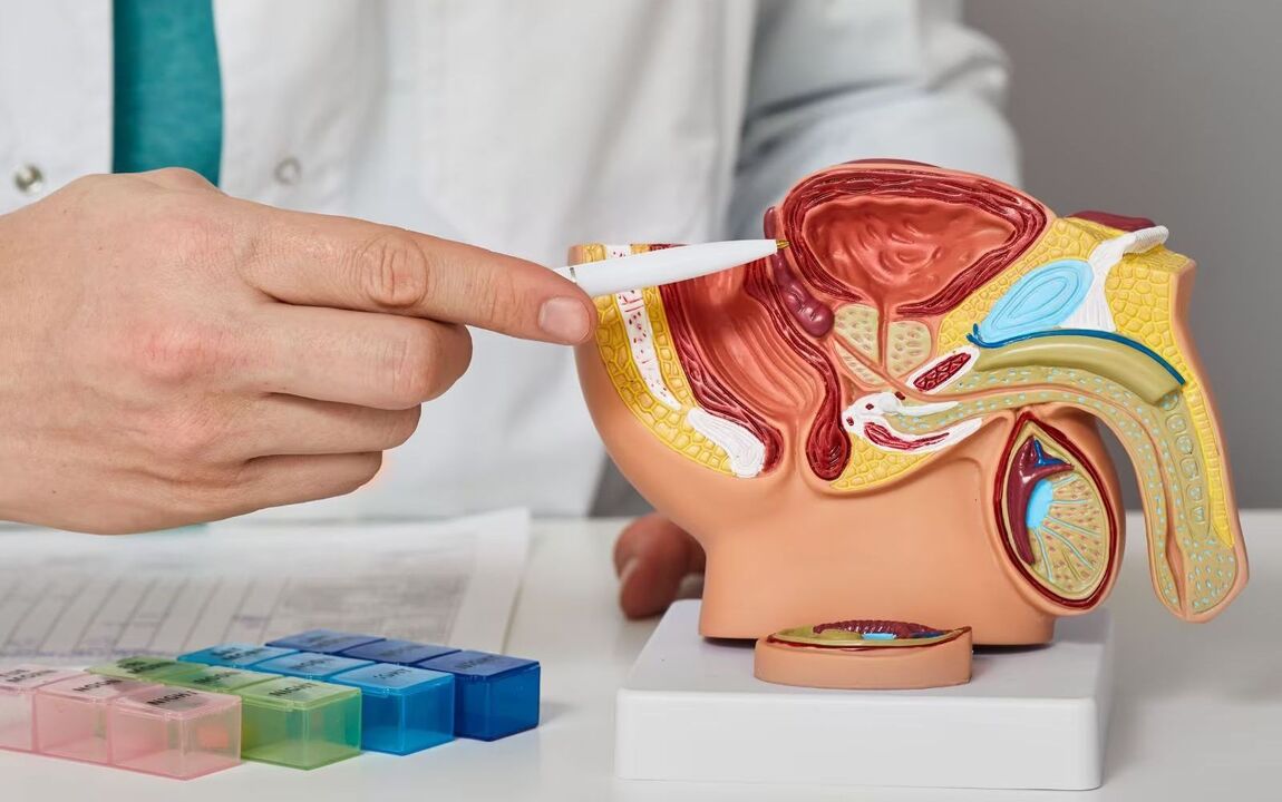 prostate location